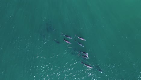 Una-Gran-Manada-De-Delfines-Nada-Bajo-El-Agua-De-Un-Brillante-Oleaje-Oceánico