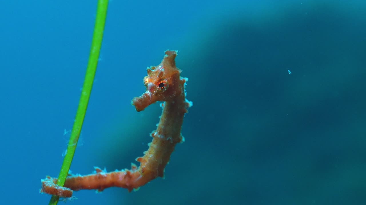 Primo piano di un cavalluccio marino su posidonia (Cymodocea nodosa) che fluttua nel mare aperto