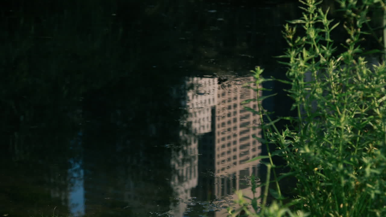Building Reflection in a Pond with Plants