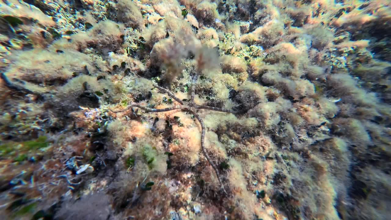 Stella marina serpente (fragile) nel Mar Mediterraneo, sulle coste rocciose del Salento in Puglia, Italia. Sott'acqua.