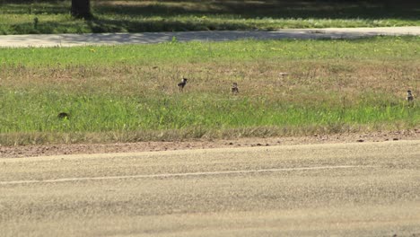 Tres-Polluelos-Enmascarados-Avefría-Chorlito-Aves-Caminando-En-La-Franja-Natural