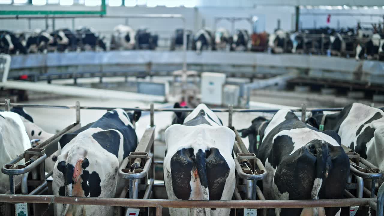 Een gedetailleerd beeld van melkkoeien in een carrouselmelkstal