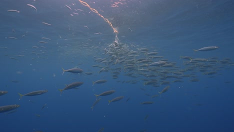 slow motion shot of a great white shark,carcharodon carcharias trying to catch a tuna bait in clear water of guadalupe island, mexico