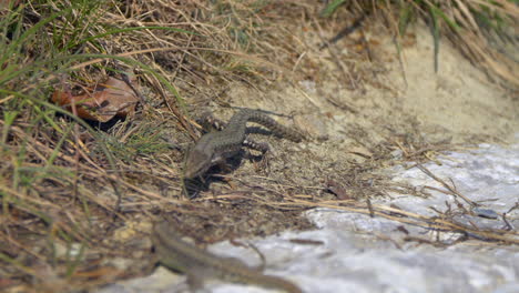 slow motion zoom out shot of wild lizards resting in dry field and running away,close up