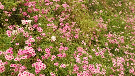 las hermosas flores y camas de hierba de cameron highlands, malasia.