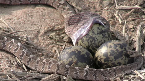 serpiente comedora de huevos tragando huevos, especies de reptiles en el hábitat natural africano