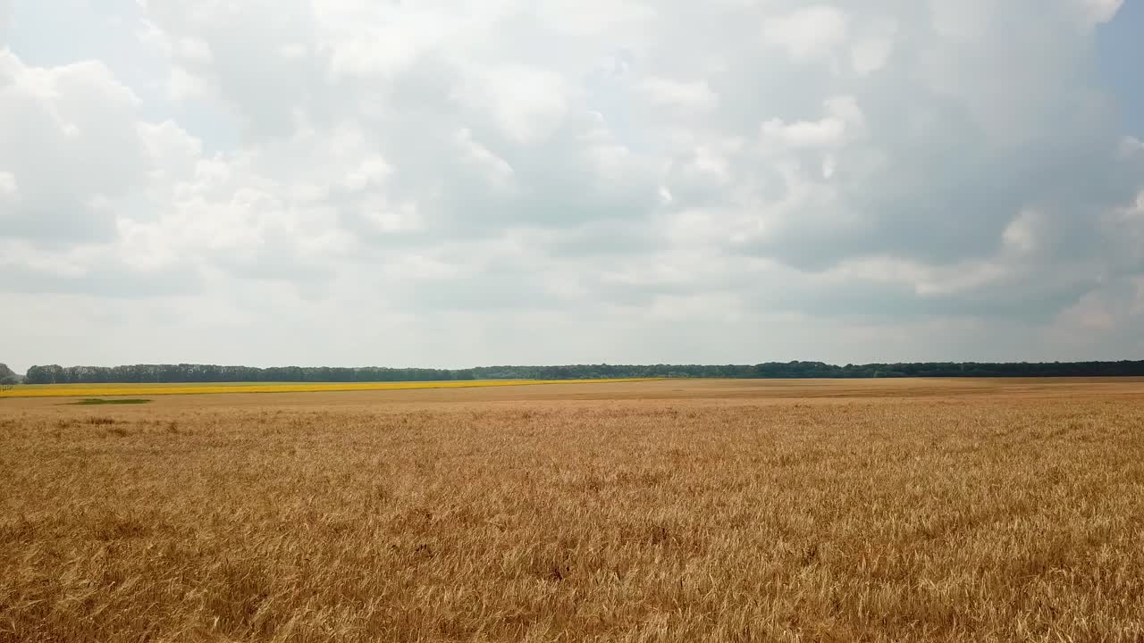 Aerial view on the field with wheat. Countryside. Camera motion to the right. ?gricultural sector