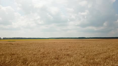 luftaufnahme des weizenfeldes. landschaft. kamerabewegung nach rechts. landwirtschaftsbereich