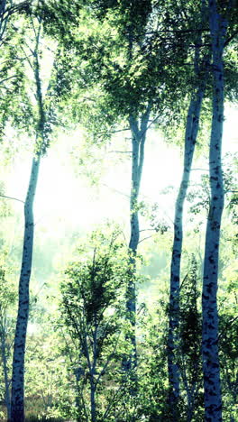 panorama of birch forest with sunlight