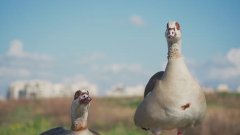 Two-ducks-outside-waving-their-heads-Full-HD-Slow-Motion