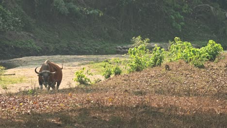 banteng, bos javanicus, 4k footage, huai kha kaeng wildlife sanctuary, thailand