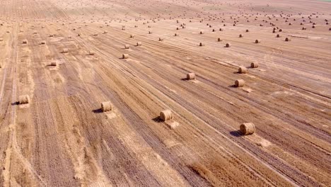 aerial shot passing a harvested field with straw bales. drone view.