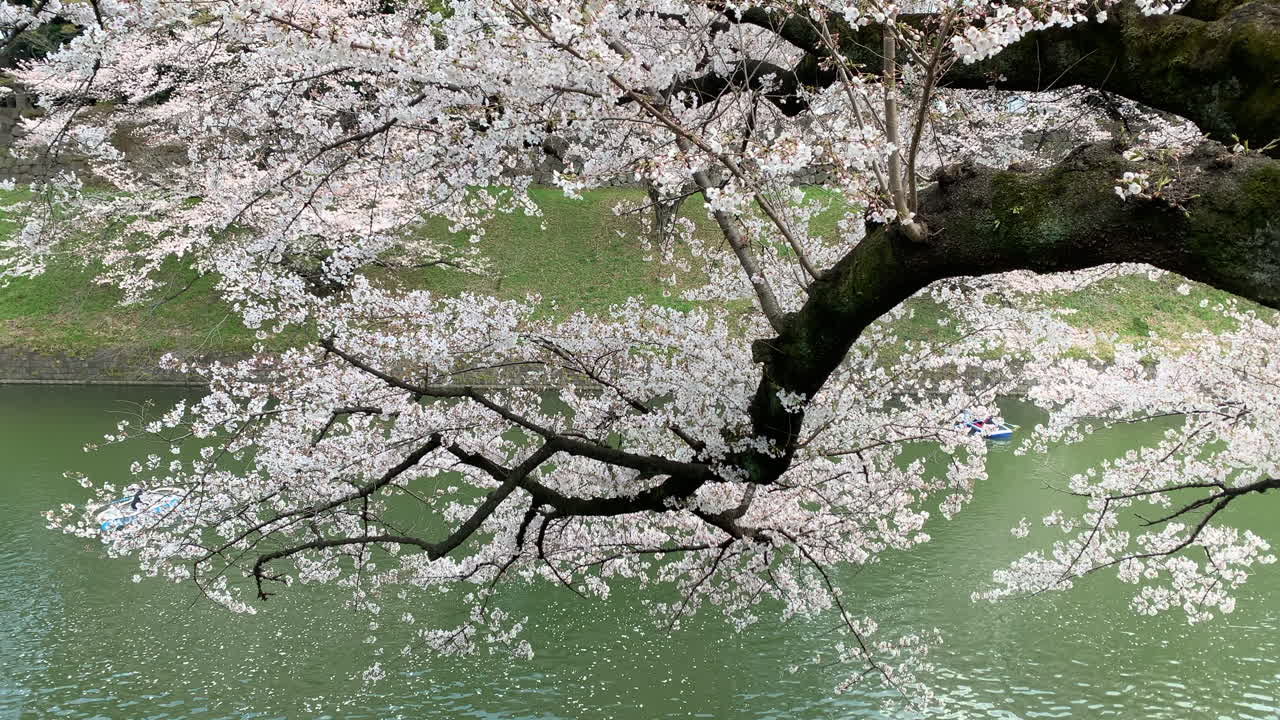 Lungo ramo carico di fiori di ciliegio rosa e persone che navigano in barca sul fossato del Palazzo Imperiale al Parco Chidorigafuchi.