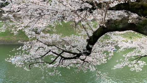 Langer-Zweig-Voller-Rosa-Kirschblüten-Und-Menschen,-Die-Boote-Auf-Dem-Burggraben-Des-Kaiserpalastes-Im-Chidorigafuchi-Park-Steuern