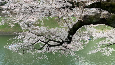 rama larga llena de flores de cerezo rosa y gente navegando en botes en el foso del palacio imperial en el parque chidorigafuchi