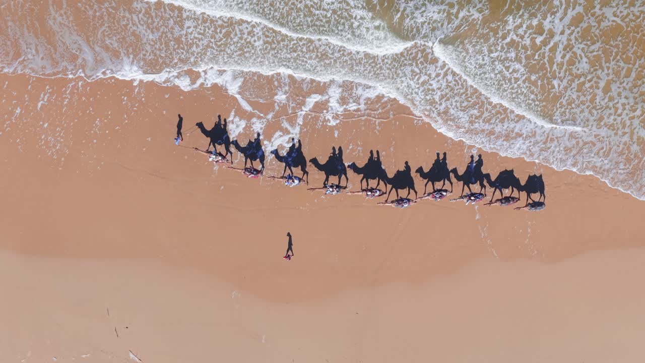 Aerial establishing of camel caravan walking along Anna Bay shoreline in Port Stephens NSW, top down along the water with guide