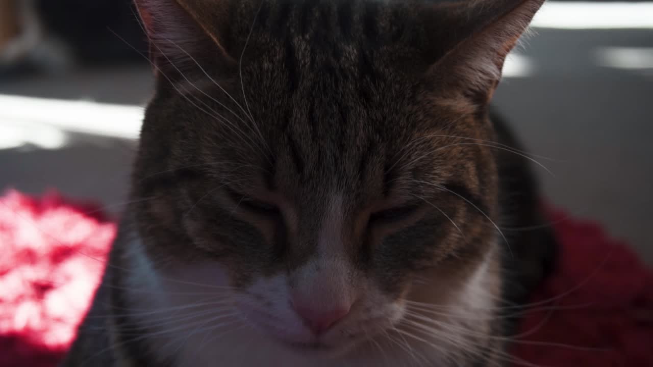 gato ronroneando sentado al sol