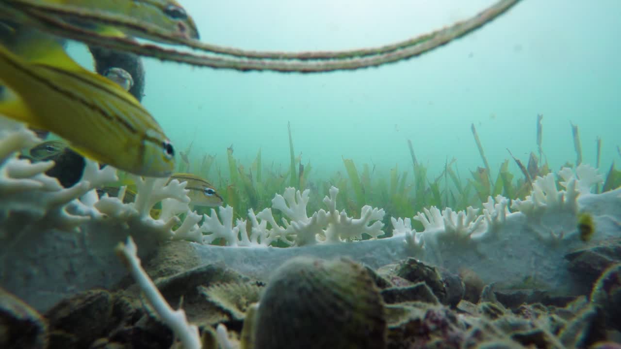 grupo de pequeños peces amarillos colgando en el agua azul del océano caribeño video de archivo en 4k i hermosos peces pequeños en el video de archivo del océano caribeño en calidad 4k
