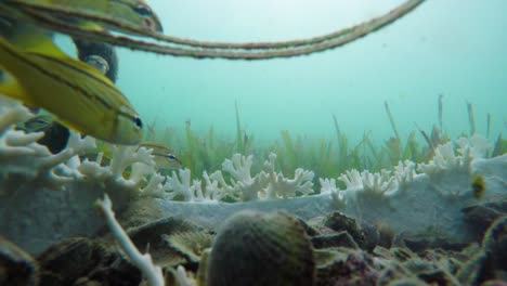 Gruppe-Kleine-Gelbe-Fischgruppe,-Die-Im-Blauen-Karibischen-Ozeanwasser-Stockvideo-In-4k-Hängt-I-Schöne-Kleine-Fische-Im-Karibischen-Ozeanstockvideo-In-4k-Qualität