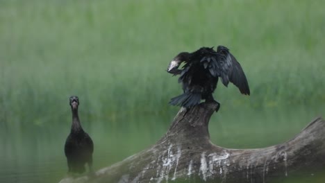 Kormorane-Im-Baum-Teich-Bereich---Entspannend