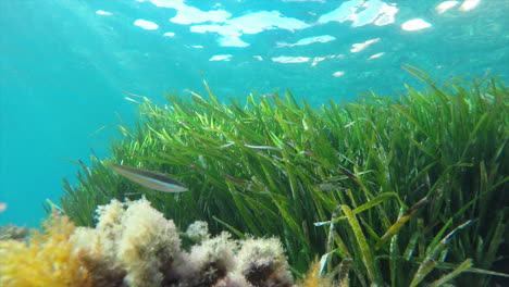 Schwankende-Seegrasvegetation-Unter-Wasser-Mit-Vorbeischwimmenden-Tropischen-Fischen