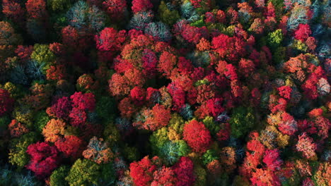 asombrosos colores del bosque en la vista aérea del día soleado de otoño