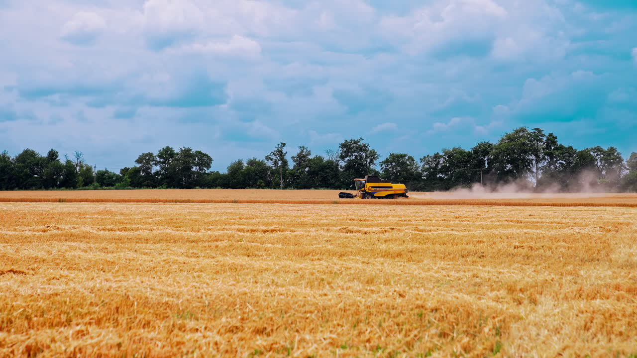 Combine mower mechanism harvesting wheat. Modern combine harvester collects ripe wheat on a big field