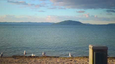 Las-Gaviotas-Vuelan-Sobre-El-Lago-Rotorua