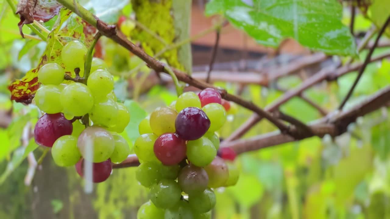 hermosas uvas creciendo en el árbol en la granja local, de cerca