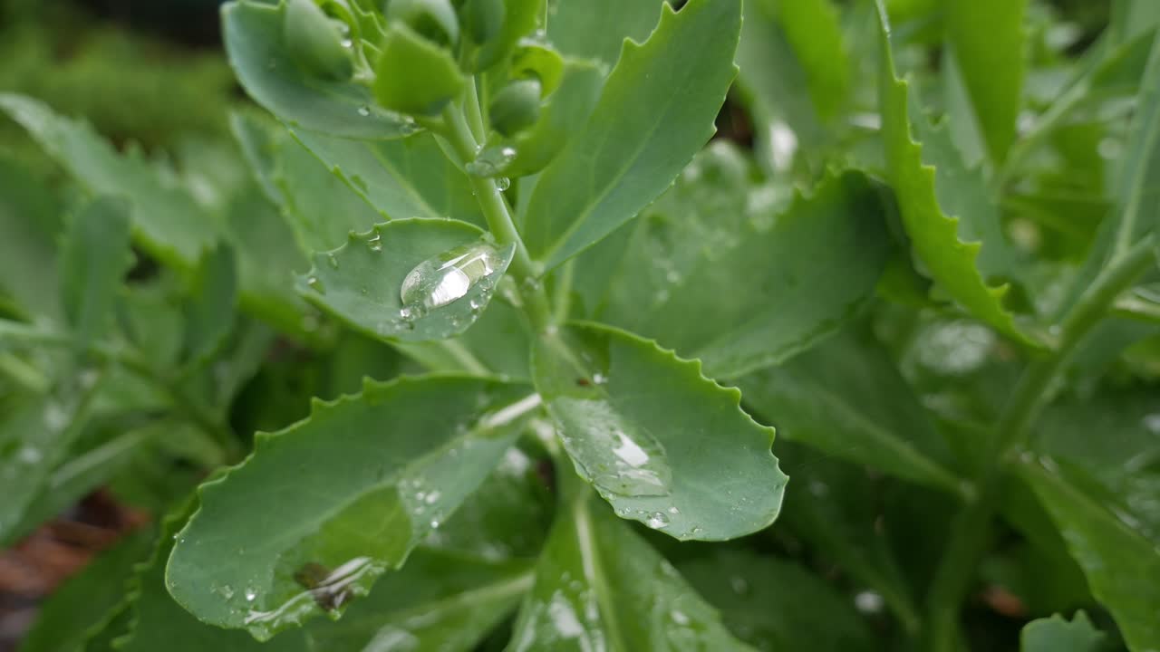 gotas de lluvia recolectadas en hojas verdes durante la lluvia