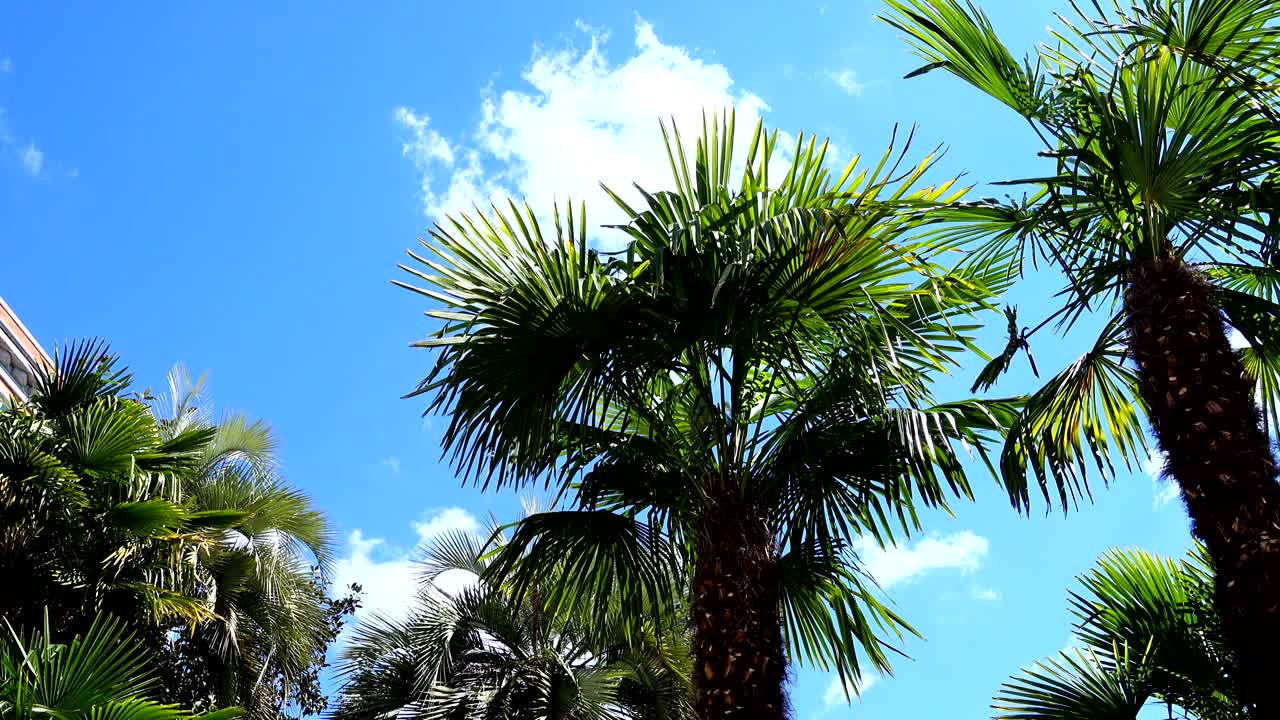 palmeras contra el fondo del cielo.