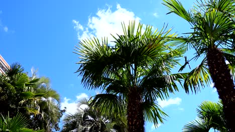 palm trees against the background of the sky.