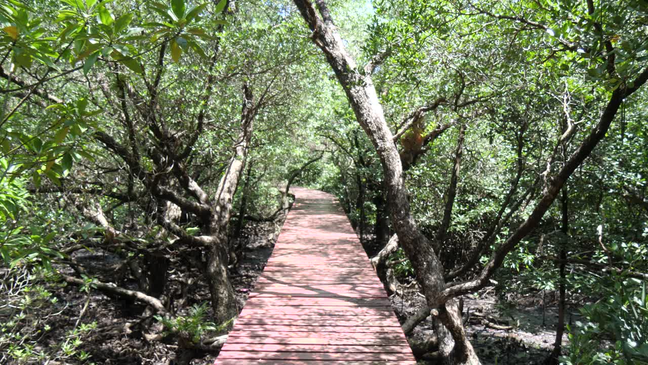 Dense Sunlit Vegetation, Tropical Travel Landmark, Woodland Environment