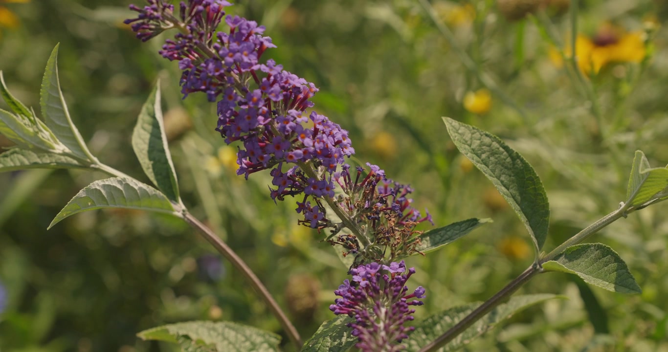 Un insetto raccoglitore di polline si posa su fiori di Buddleia viola in un giardino di fiori selvatici, nutrendosi tra i fiori fitti