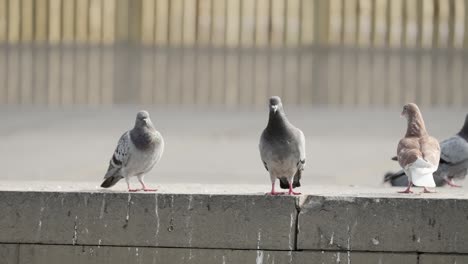 Pigeons-observing-surroundings-in-slow-motion-scene