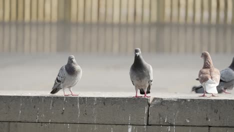 Palomas-Observando-Los-Alrededores-En-Escena-En-Cámara-Lenta