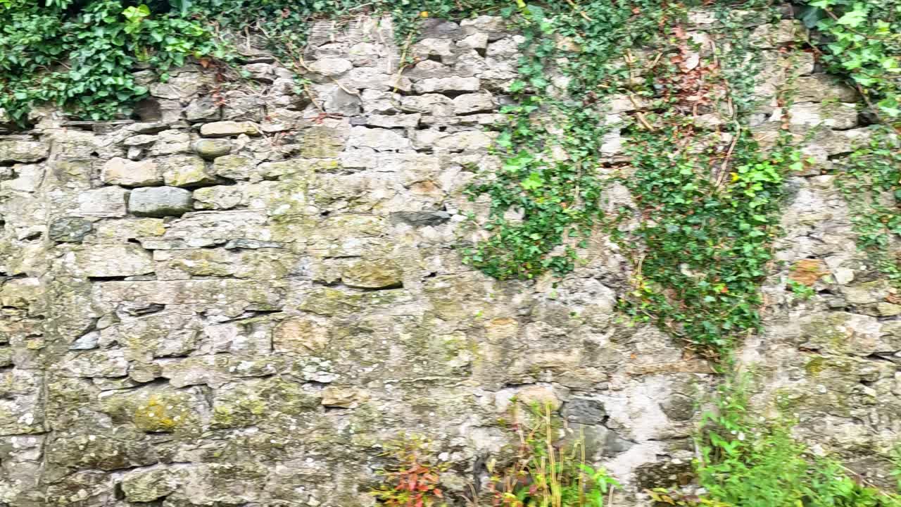 Time-lapse di piante rampicanti che si estendono su un muro di pietra