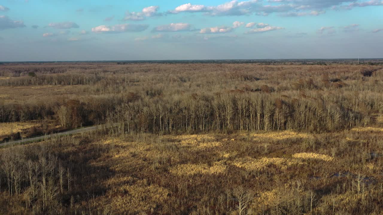 Splendida vista della foresta e degli alberi, auto che attraversa la foresta.
