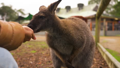 Slow-motion-bokeh-shot-of-an-adult-wallaby-eating-from-a-tourist's-hands