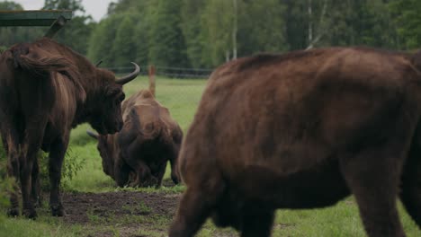 Herde-Zufriedener-Bisons-Auf-Die-Weide