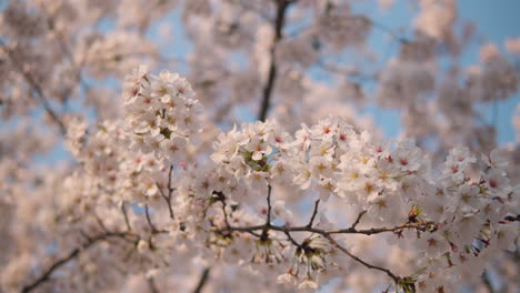 Flores-De-Cerezo-En-El-Bosque-Ciudadano-De-Yangjae-Contra-El-Cielo-Azul,-ángulo-Bajo.