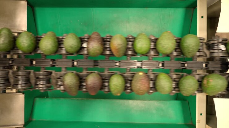 SLOW MOTION SHOT OF AVOCADOS ROLLING OVER A CONVEYOR BELT