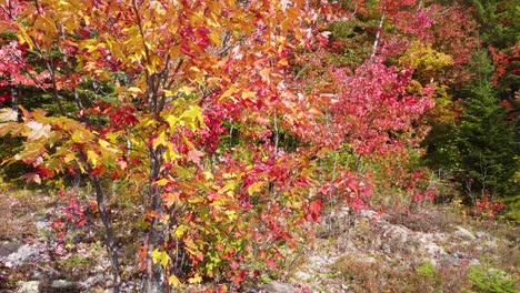 Luftaufnahme,-Nahaufnahme-Eines-Leuchtend-Roten-Herbstwaldes