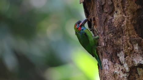 visto picoteando en el tronco podrido del árbol mientras mira a su alrededor y detrás de él sólo para estar seguro, barbet de orejas azules psilopogon cyanotis, tailandia