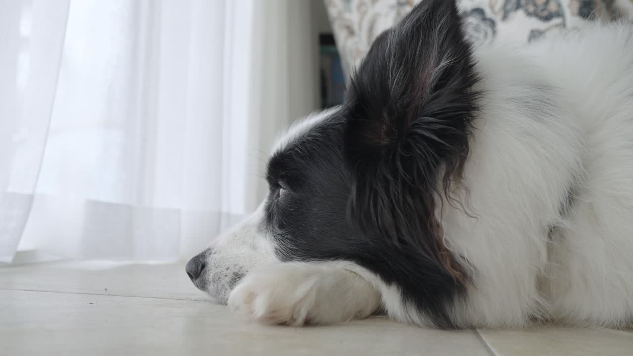 Close up footage of a cute black and white Border Collie dog laying down resting inside house, gazing out of the window.