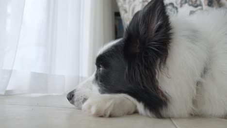 close up footage of a cute black and white border collie dog laying down resting inside house, gazing out of the window.
