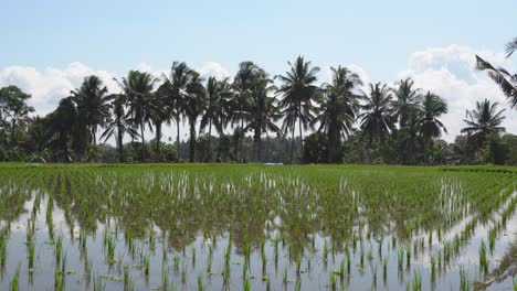 Línea-De-Palmeras-Campo-De-Arroz-Inundado-A-Principios-De-Temporada,-Agricultura-Asiática