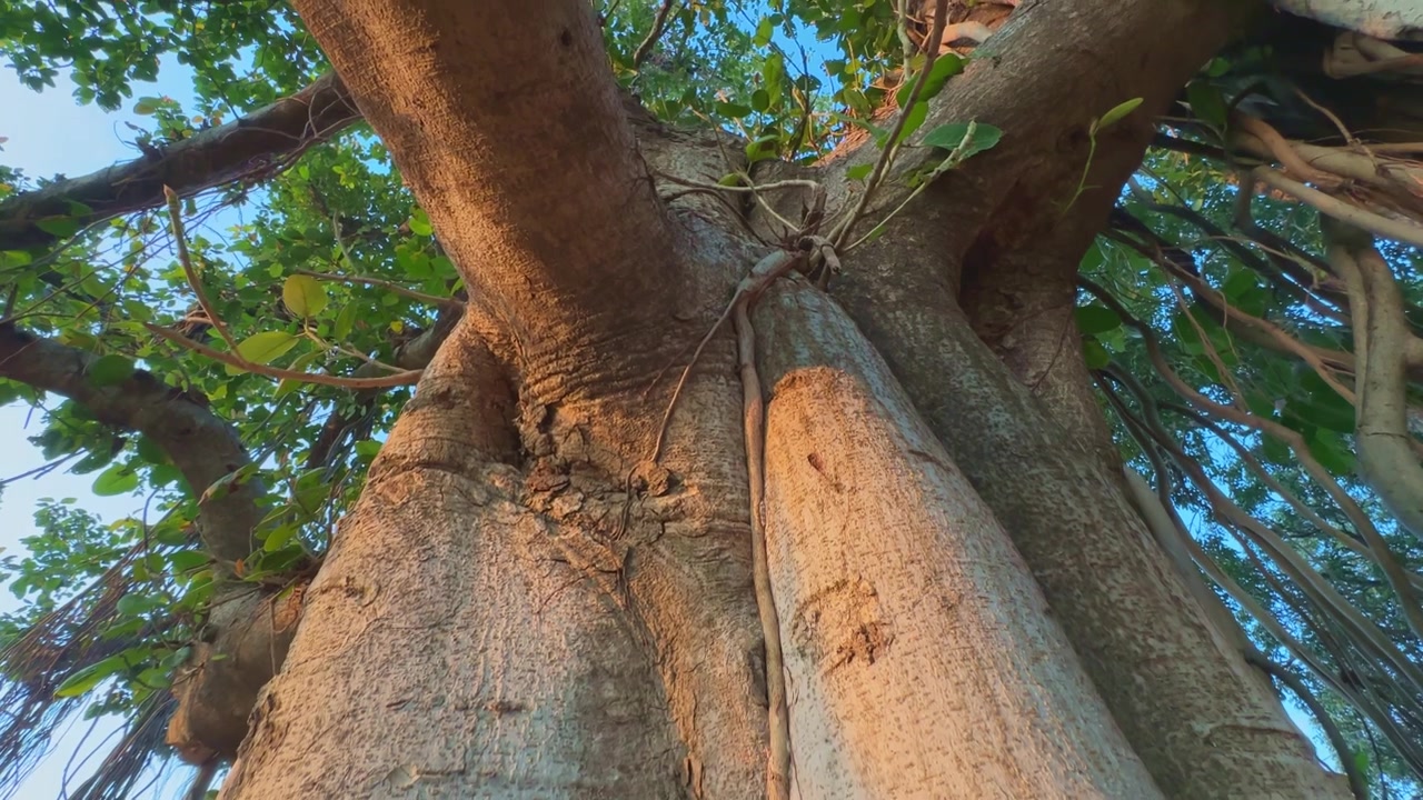 Inquadratura dal basso verso l'alto di un enorme albero di banyan che mostra il grande tronco all'alba