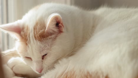 adorable white and orange cat rests its head to nap on a cat tree in front of a window