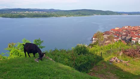 Goat-grazing-at-Rocca-Borromea-or-Borromeo-park-in-Arona-with-view-over-Maggiore-lake,-Italy